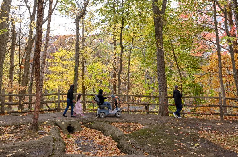Four people on a trail next to the woods; one person on a motorized wheel chair, one child in a pink dress.