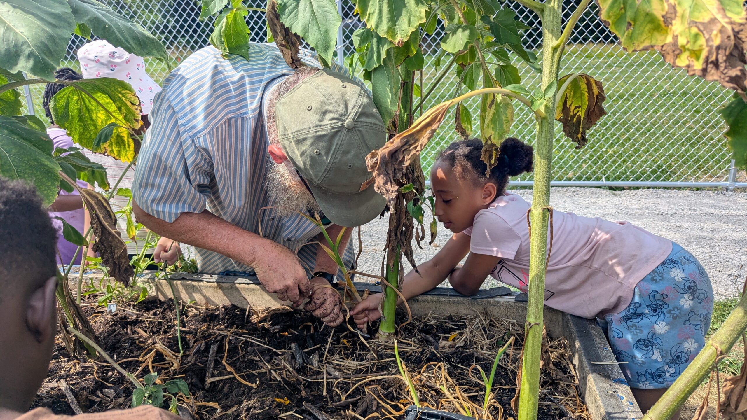 A young girl in a pink shirt plants corn next to an adult wearing a striped shirt in a raised garden bed.