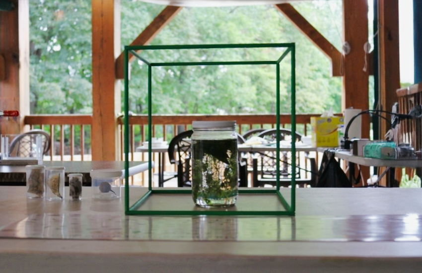 A green cube on a table holding a jar with green plant matter; several jars with samples on the table outside of the cube.